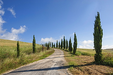 Tree lined driveway, Val d'Orcia, Tuscany, Italy, Europe 