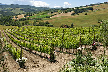 Vineyard with roses, traditionally planted to give early warning of vine disease, Val d'Orcia, Tuscany, Italy, Europe 