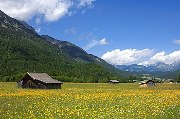 High summer pasture, Sonnenterrase area, Austria, Europe