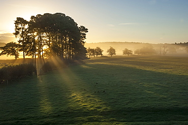 Early morning by Eden Bridge, Eden Valley, Cumbria, England, United Kingdom, Europe 