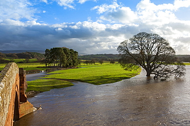 Floodwaters, Lazonby Bridge, River Eden, Eden Valley, Cumbria, England, United Kingdom, Europe