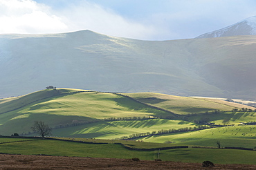 Fell Country above Caldbeck, John Peel Country, Back o'Skiddaw, sheep grazing in the enclosures, Cumbria, England, United Kingdom, Europe