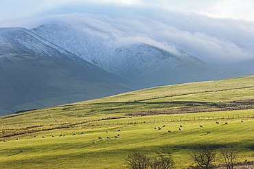 Winter clouds clinging to the Skiddaw Massif, sheep grazing on the fellside, Back o'Skiddaw, Cumbria, England, United Kingdom, Europe