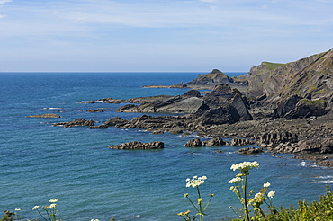 Rock outcrops at Hartland Quay, North Cornwall, England, United Kingdom, Europe