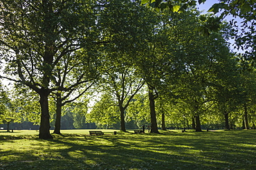 Morning sunlight, St. James Park, London, England, United Kingdom, Europe