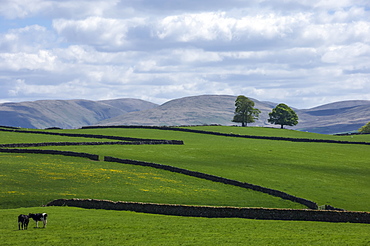 Dry stone walls, Eden Valley, Cumbria, England, United Kingdom, Europe