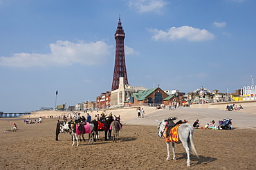 Blackpool Tower, donkeys on the beach, Blackpool, Lancashire, England, United Kingdom, Europe