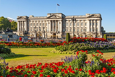 Geraniums, Buckingham Palace, London, England, United Kingdom, Europe