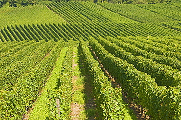 Vineyards by the River Moselle, Luxembourg, Europe