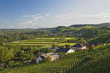 Vineyards on the banks of the Moselle river, near Remich, Luxembourg, Europe