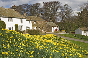 Banks of daffodils in Askham village in Wordsworth Country, English Lake District, Cumbria, England, United Kingdom, Europe