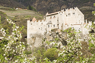 Apple blossom in spring and the castle at Castelbello, Adige Valley, Italy, Europe