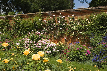 A rose border against a red brick wall, Mottisfont Abbey Garden, Hampshire, England, United Kingdom, Europe