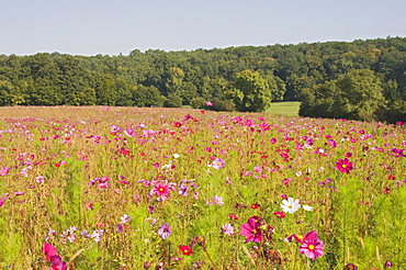 A field of wild flowers, Loire Valley, France, Europe