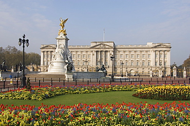 Spring tulips at Buckingham Palace, London, England, United Kingdom, Europe