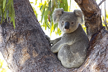 Koala (Phascolartos cinereus), Magnetic Island, Queensland, Australia