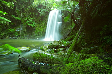 Beauchamp Fall, Waterfall in the Rainforest, Otway N.P., Great Ocean Road, Victoria, Australia