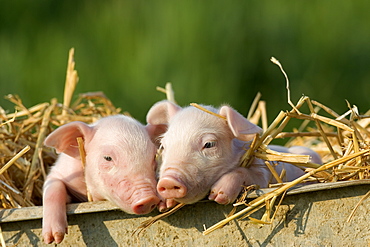 Domestic Pig, (Sus scrofa domesticus), Bynde, Nordrhein Westfalen, Germany