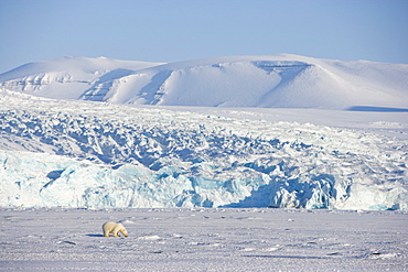 Polar bear in front of the glacier, Billefjord, Svalbard, Spitzbergen, Arctic, Norway,Scandinavia, Europe