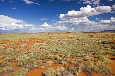 Wolvedans, Namib Rand Nature Reserve, Namibia, Africa