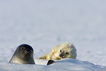 Ringed seal (Phoca hispida) with pup, Billefjord, Svalbard, Spitzbergen, Arctic, Norway, Scandinavia, Europe