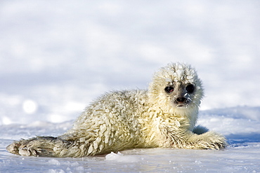 Ringed seal (Phoca hispida) pup, Billefjord, Svalbard, Spitzbergen, Arctic, Norway, Scandinavia, Europe