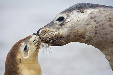 Australian sea lion (Neophoca cinerea), Seal Bay, Kangaroo Island, South Australia, Australia, Pacific