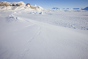 Polar bear track, Billefjord, Svalbard, Spitzbergen, Arctic, Norway, Scandinavia, Europe