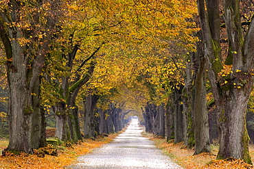 Tree Avenue, Old Tree Avenue, Bielefeld, Nordrhein Westfalen, Germany