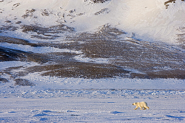 Polar bear walking on the ice, Billefjord, Svalbard, Spitzbergen, Arctic, Norway, Scandinavia, Europe