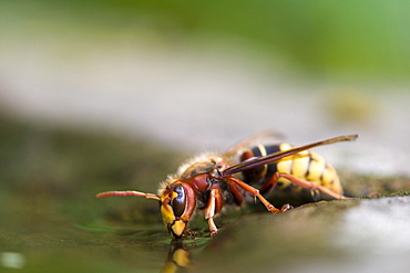 European Hornet, (Vespa crabro), Bielefeld, Nordrhein Westfalen, Germany