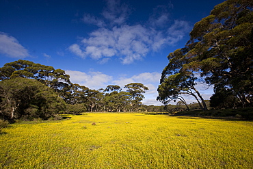 Flowers in meadow, Flinders Chase National Park, Kangaroo Island, South Australia, Australia, Pacific