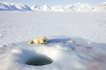 Ringed seal (Phoca hispida) pup, Billefjord, Svalbard, Spitzbergen, Artic, Norway, Scandinavia, Europe