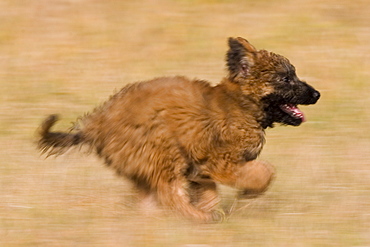 Belgian Shepherd, (Canidae), Laekenois, Lemgo, Nordrhein Westfalen, Germany