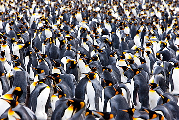 King penguin colony (Aptenodytes patagonicus), Gold Harbour, South Georgia, Antarctic, Polar Regions