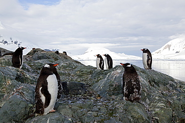 Gentoo penguins (Pygoscelis papua papua), Paradise Bay, Antarctic Peninsula, Antarctica, Polar Regions