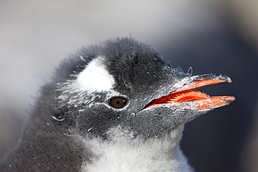 Gentoo penguin chick (Pygoscelis papua papua), Port Lockroy, Antarctic Peninsula, Antarctica, Polar Regions