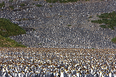 King penguin colony (Aptenodytes patagonicus), Salisbury Plain, South Georgia, Antarctic, Polar Regions