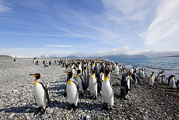 King penguin colony (Aptenodytes patagonicus), Salisbury Plain, South Georgia, Antarctic, Polar Regions