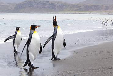 King penguins (Aptenodytes patagonicus), Salisbury Plain, South Georgia, Antarctic, Polar Regions
