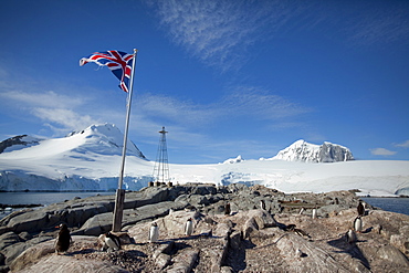 Penguin colony, English Research Station, Port Lockroy, Antarctic Peninsula, Antarctica, Polar Regions