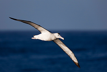 Wandering albatross (Diomedea exulans), Southern Ocean, Antarctic, Polar Regions