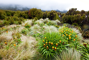 Yellow Bulbinella rossii, Genus, Campbell Island, Sub-Antarctic, Polar Regions