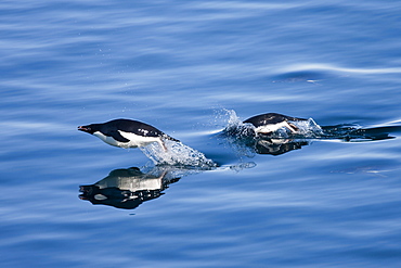 Adelie penguins (Pygoscelis adelia), Dumont d'Urville, Antarctica, Polar Regions