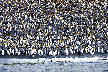 King penguin colony (Aptenodytes patagonicus), Macquarie Island, Sub-Antarctic, Polar Regions