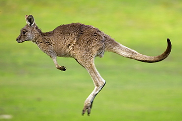 Eastern Grey Kangaroo, (Macropus giganteus), Anglesea, Great Ocean Road, Victoria, Australia