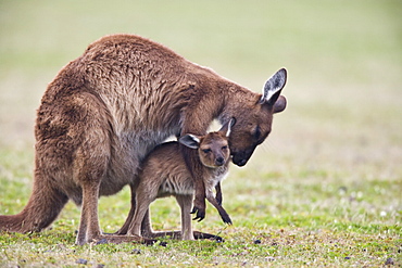 Kangaroo Island grey kangaroo (Macropus fuliginosus) with joey, Kelly Hill Conservation, Kangaroo Island, South Australia, Australia, Pacific