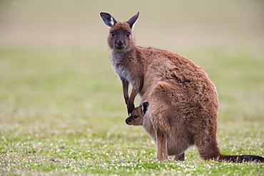 Kangaroo Island grey kangaroo (Macropus fuliginosus) with joey, Kelly Hill Conservation, Kangaroo Island, South Australia, Australia, Pacific