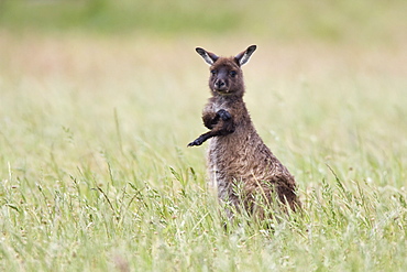 Kangaroo Island grey kangaroo (Macropus fuliginosus), Kelly Hill Conservation, Kangaroo Island, South Australia, Australia, Pacific