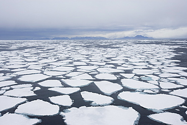 Ice floe, drift ice, Greenland, Arctic, Polar Regions